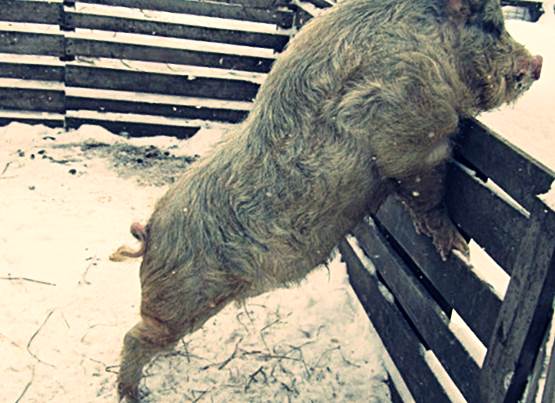 Порода свиней Кармал - описание, характеристики и фото
